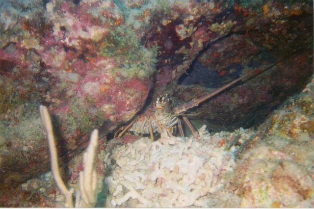 Lisa's Underwater Pics